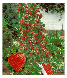 🍓🌿 BALDUR Garten Kletter-Erdbeere 'Hummi®' Deal 🌿🍓