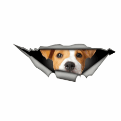 Autoaufkleber 25cm Jack Russell Terrier Aufkleber 🐶🚗