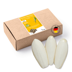 🐢 Tamay Sepiaschalen Premium I 25 Stück I Sepia Schalen 🦜