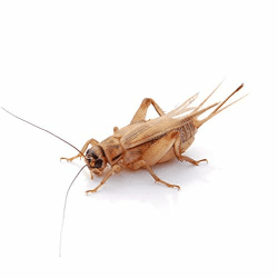 🦗 Proinsects Heimchen groß | 4 Dosen | 160 STK 🦗