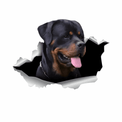 Autoaufkleber Rottweiler Aufkleber 18cm(7.1 Inch) Rottweiler Car Sticker Rottweiler Reflektierende Autoaufkleber Personalisieren Lustig Dekor Geeignet für Kühlschränke, Autoscheiben, Stoßstangen