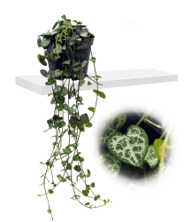 Leuchterblume, hängend, (Ceropegia woodii ssp. woodii), sehr pflegeleichte, hängende Zimmerpflanze (im 8cm Topf)