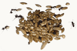 🐜🏰🌾 AntHouse 50g Type I Samenmischung für granivore Königinnenameisen und Ameisenkolonie