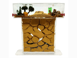 ANTHILLSHOP Natürliche Ameisenfarm aus Sand - Acryl T Kit 15x15x1,5cm 🐜🏞️