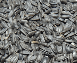 🌻🐦 Sonnenblumenkerne schwarz 10 kg Vogelfutter 🐦🌻