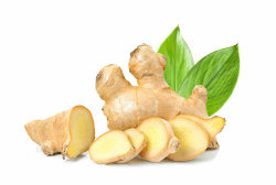 Quast Meerrettich Bio Ingwer | Frischer Ingwer aus biologisch zertifiziertem Anbau | Fresh Ginger (Biologisch, 1000 g)