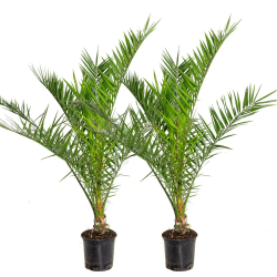 🌴🌿 2er Set - Phoenix Canariensis - Kanarische Dattelpalme - Palme - Balkonpflanzen Winterhart - Höhe 80-100 cm - Topf 19 cm 🌴🌿