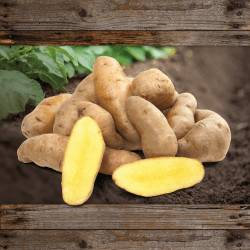 FLORTUS Gartenkartoffel Bamberger Hörnchen (10 Stück) 🥔🌱 | Festkochende, alte deutsche Sorte