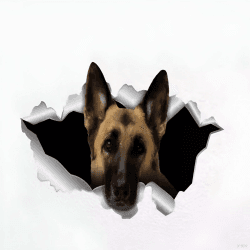 🐕 Autoaufkleber Deutscher Schäferhund 22cm 🚗 German Shepherd Car Stickers