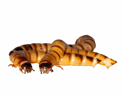 🐛 Zophobas gut gefüllte Dose! 🎣