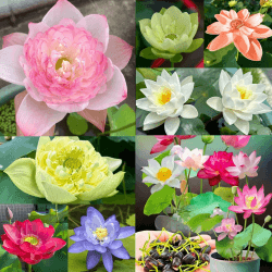 🌸🌿 30PCS Lotusblume Samen Wohnung Gemischt - Winterharte Pflanzen für Garten und Balkon 🌺🦋