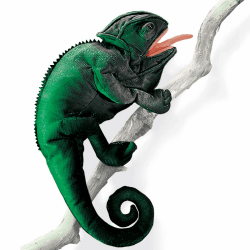Angebot: Folkmanis Puppen 2215 - Chamäleon 🦎