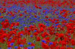20 qm Mohnwiese 🌺🌼 Bienenweide Blumenlandschaft