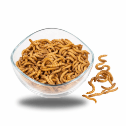 🦗 ENTAVA Mehlwürmer 1 kg - Lebend, frisch & proteinreich 🐦🐟🦔🐍