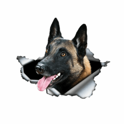 🐶 Belgische Malinois Autoaufkleber 22cm 3D Zerrissen Aufkleber 🚗