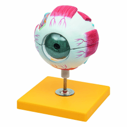 👁️🧠 Elementary Anatomy Budget Angebot: 6-teiliges Augenmodell mit 3-facher Vergrößerung