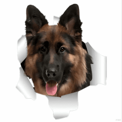 Autoaufkleber Deutscher Schäferhund Wasserfester Autoaufkleber 22Cm 🐕🚗