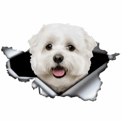 🐶 Malteser Autoaufkleber 15cm - Lustige Haustier Dekoration 🚗