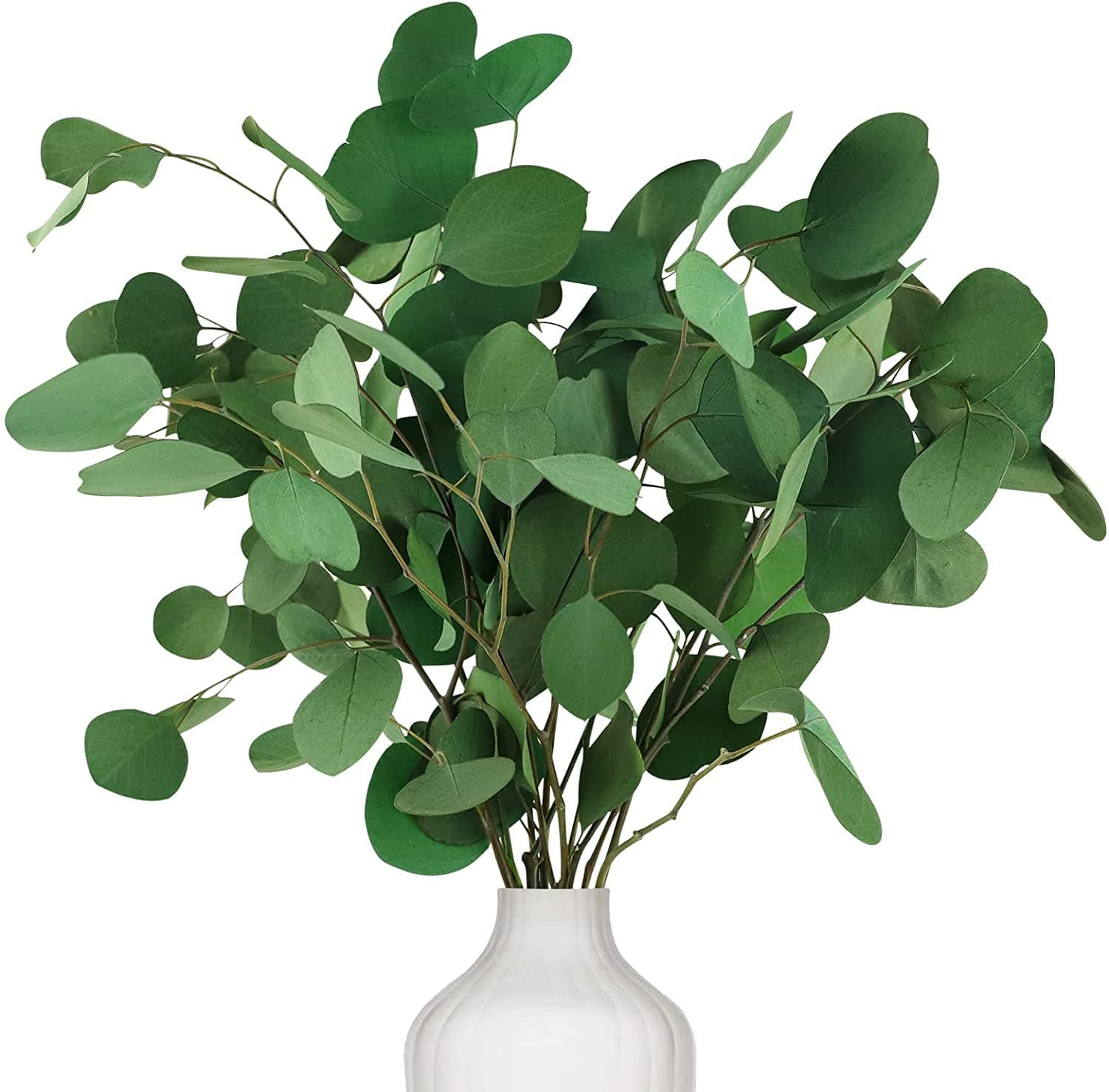 🌿 Oning Eukalyptus Getrocknet für Deko - 7-10 Stk Silberdollar Eukalyptuszweige