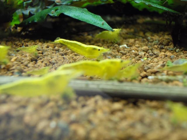 🦐🔥🟨 Shrimpfarm-Frankfurt Yellow Fire Neonstripe Garnele 10 Stück 🟨🔥🦐