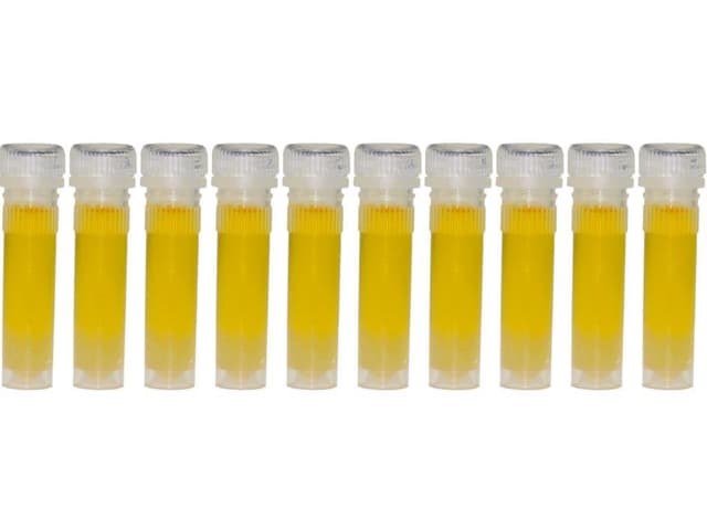 🐜🍯 Insekten - Ameisen - Honigtau-Mix 2ml Futterröhrchen - 10 St. 🍯🐜