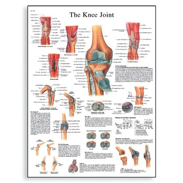🌟 3B Scientific Human Anatomy VR1174UU Poster „Knee Joint“ 🦵🔬