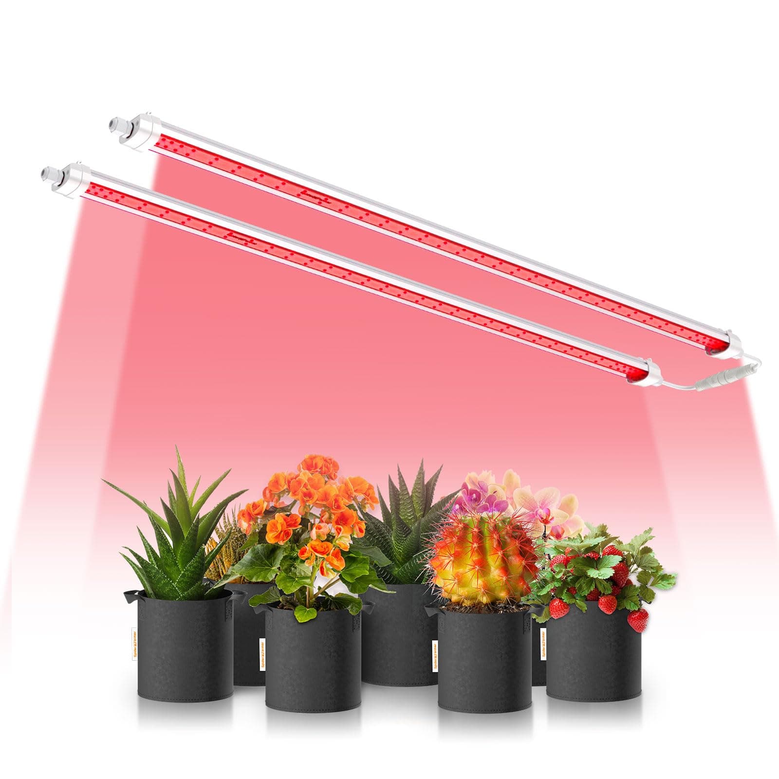 Spider Farmer LED Pflanzenlampe GlowR80 🌱🌺🔆