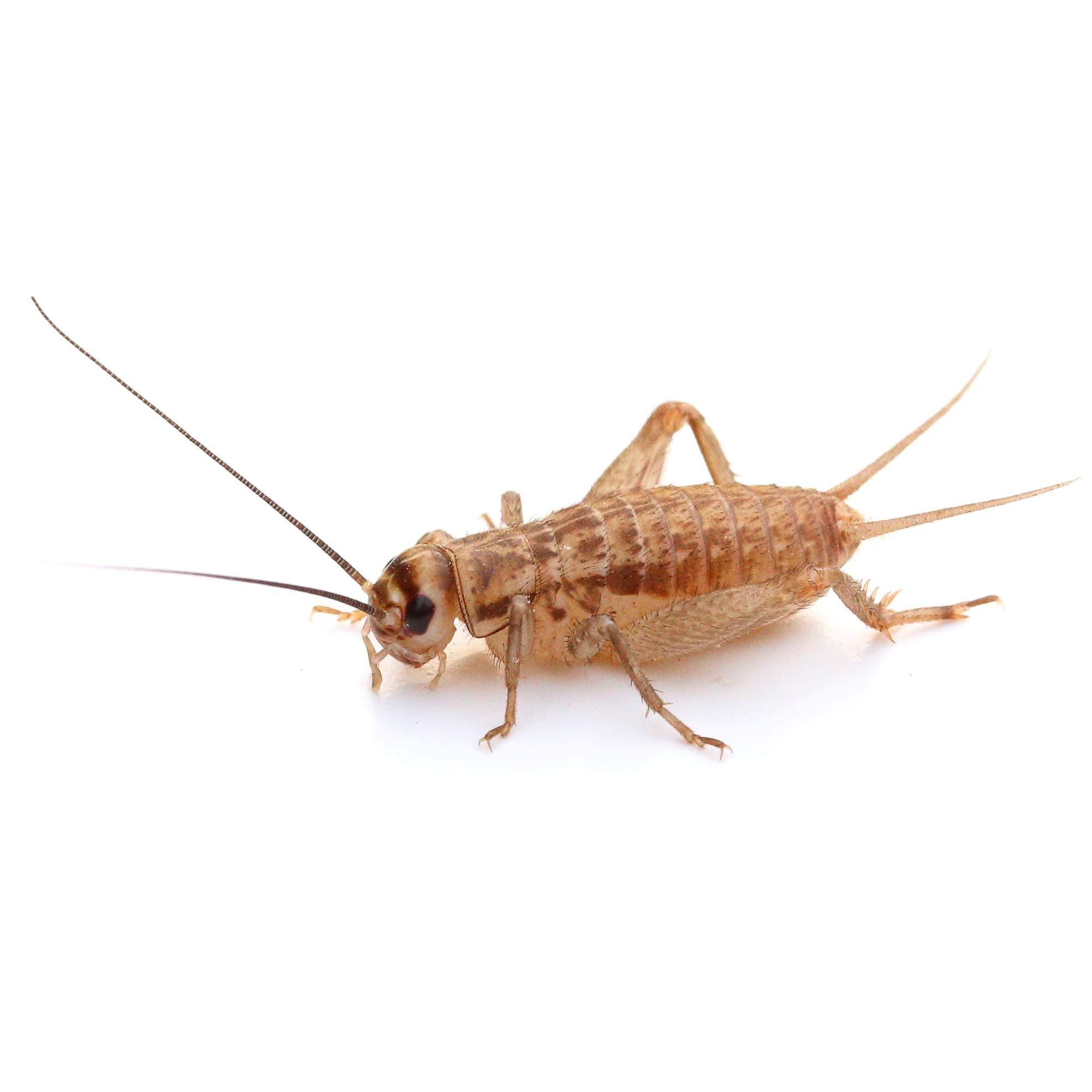 🦗 Proinsects Heimchen Mittel | 4 Dosen | 240 STK. Mittel