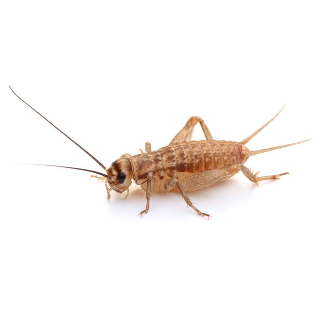 🦗 Proinsects Heimchen Mittel | 4 Dosen | 240 STK. Mittel