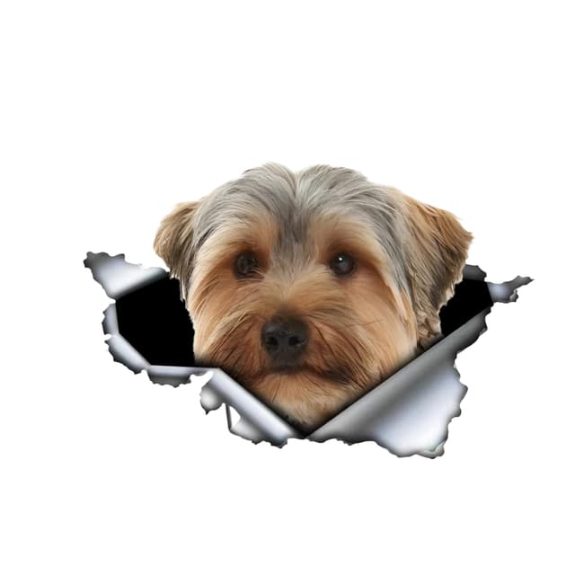 Autoaufkleber 25cm Yorkshire Terrier Aufkleber 🐶