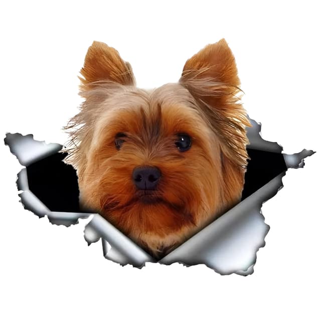 Autoaufkleber 25cm Yorkshire Terrier Aufkleber 🐶🚗