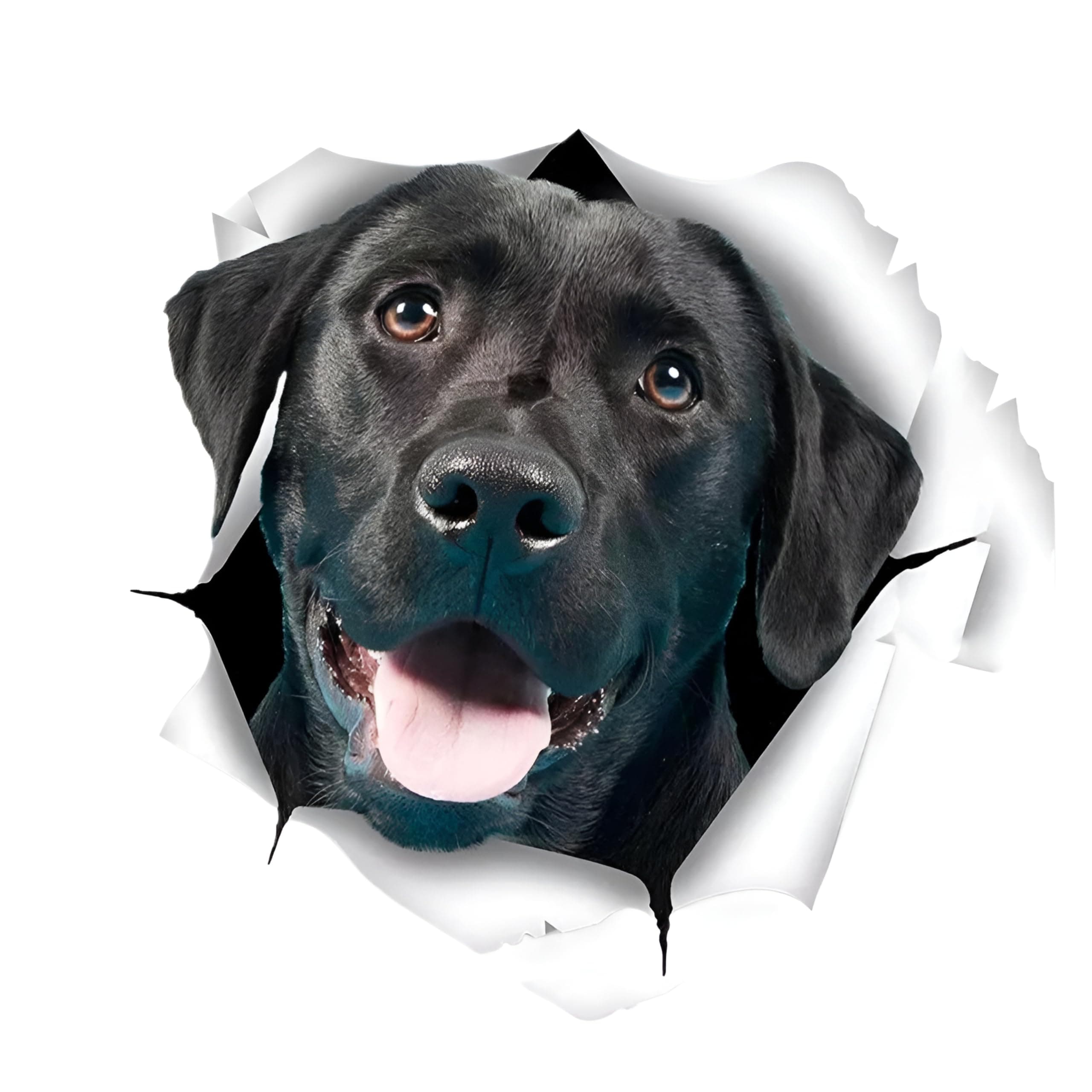 🚗 Autoaufkleber 25cm Labrador Aufkleber 🐶