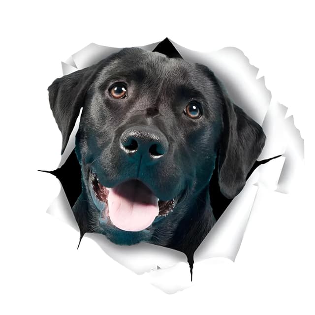 🚗 Autoaufkleber 25cm Labrador Aufkleber 🐶