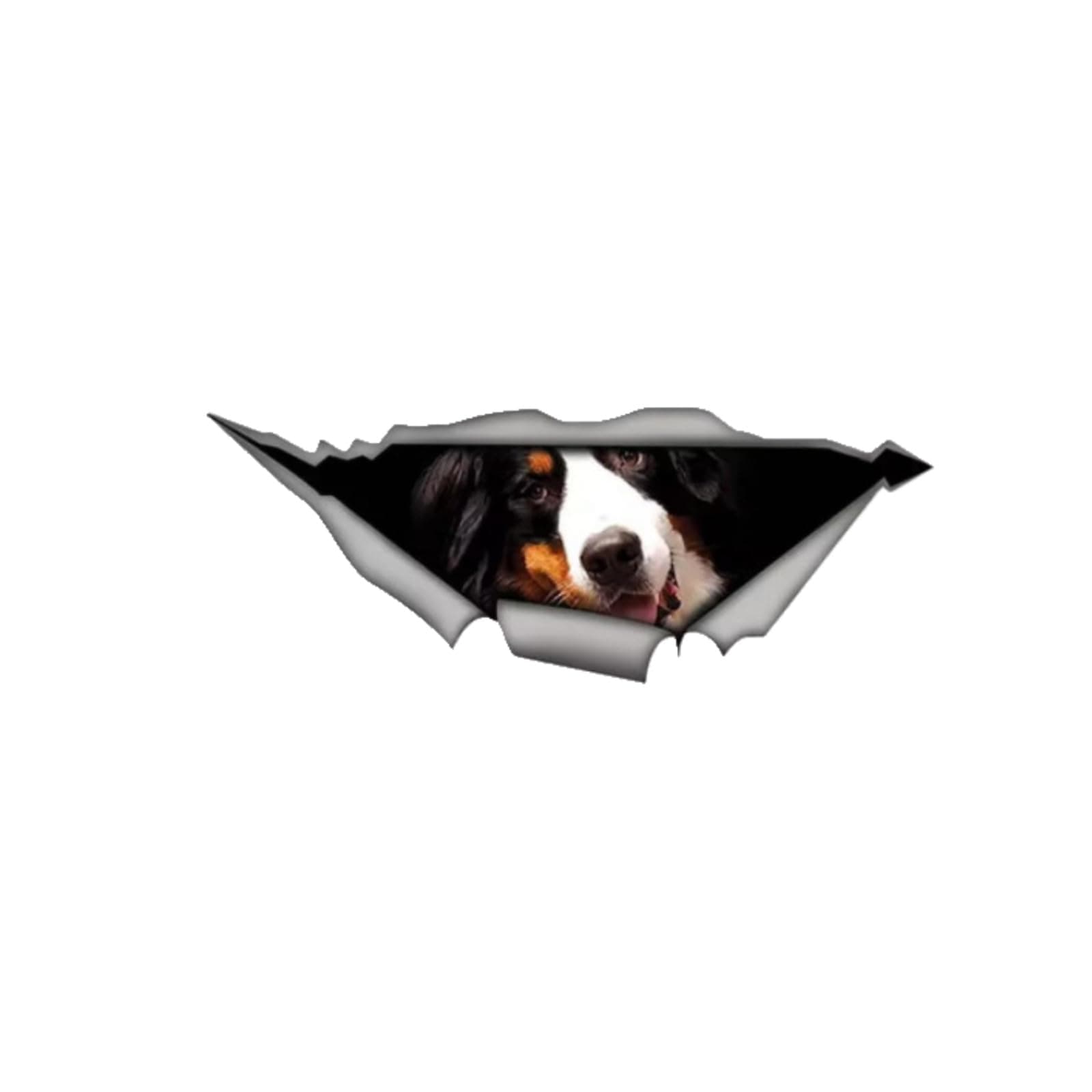 Berner Sennenhund Autoaufkleber 3D Zerrissen