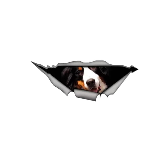 Berner Sennenhund Autoaufkleber 3D Zerrissen