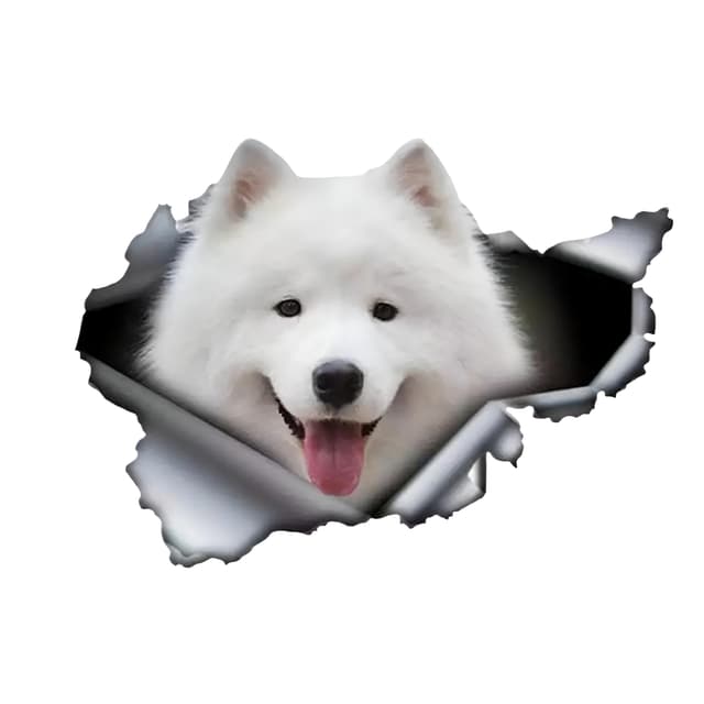 Autoaufkleber Samojeden Aufkleber 15cm (5.9 Zoll) Weiß 🐶😂