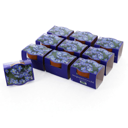 🌼 Bull & Bear 10er Set Minipflanzset Vergissmeinnicht 🌿🌸 Angebot bei HelloDeals
