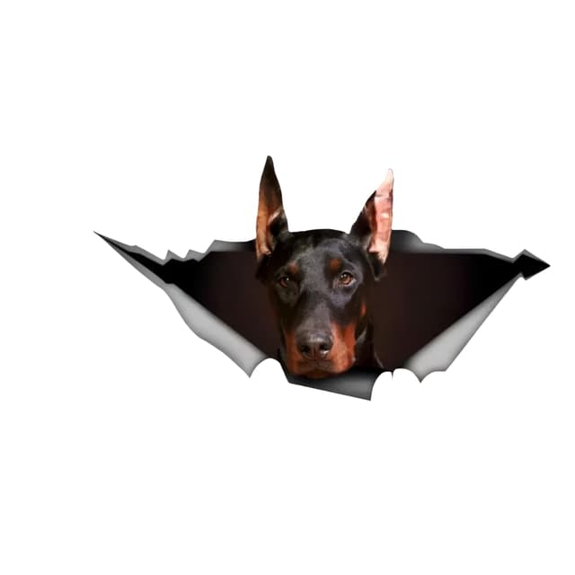 🚗🐶 Autoaufkleber Dobermann 15cm Reflektierend 3D Zerrissen Lustig