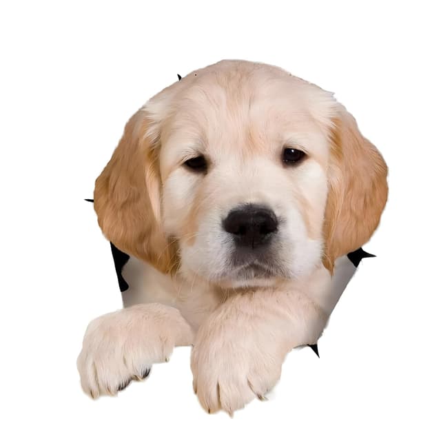 Golden Retriever Autoaufkleber 3D Zerrissen 18cm