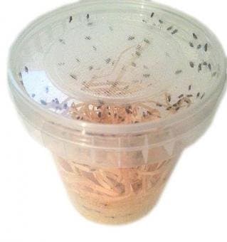 🦟🔥 Drosophila Fruchtfliegen Zuchtansatz 500ml - Top Deal! 🚀