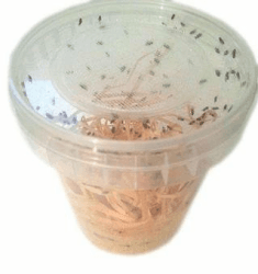 🦟🔥 Drosophila Fruchtfliegen Zuchtansatz 500ml - Top Deal! 🚀 Angebot bei HelloDeals