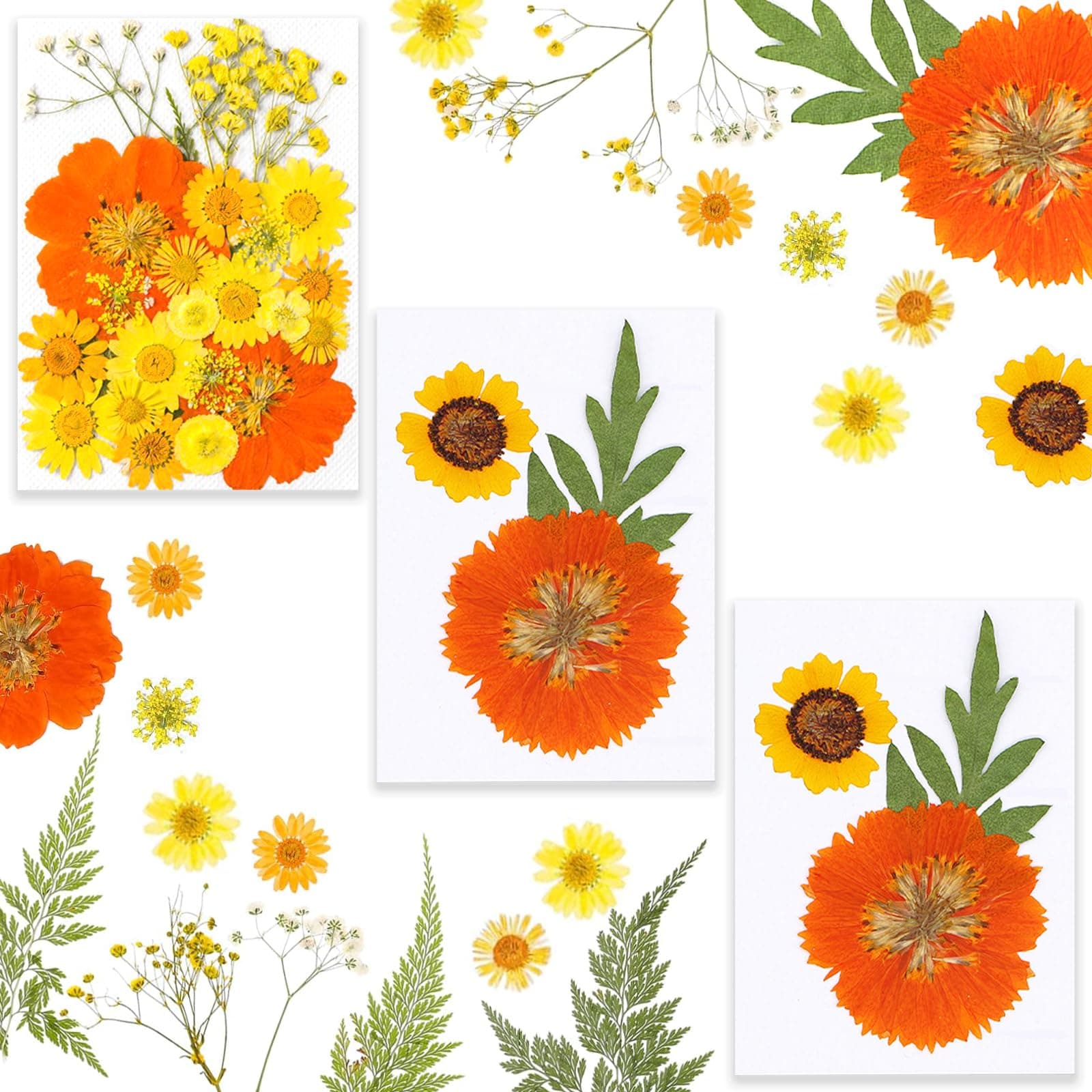 Barlone 31 Stück Natürliche Gepresste Blumen zum Basteln 🌸🎨