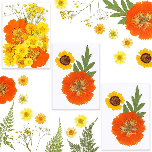 Barlone 31 Stück Natürliche Gepresste Blumen zum Basteln 🌸🎨