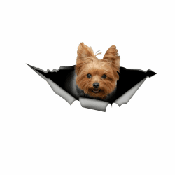 🐶 Autoaufkleber Yorkshire Terrier 3D Zerrissen Reflektierend
