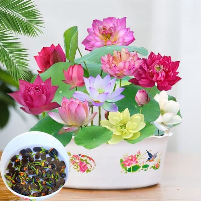 🌸🌿 30PCS Lotus Samen Wohnung Gemischt - Winterharte Pflanzen für Ihren Garten 🌺🌼