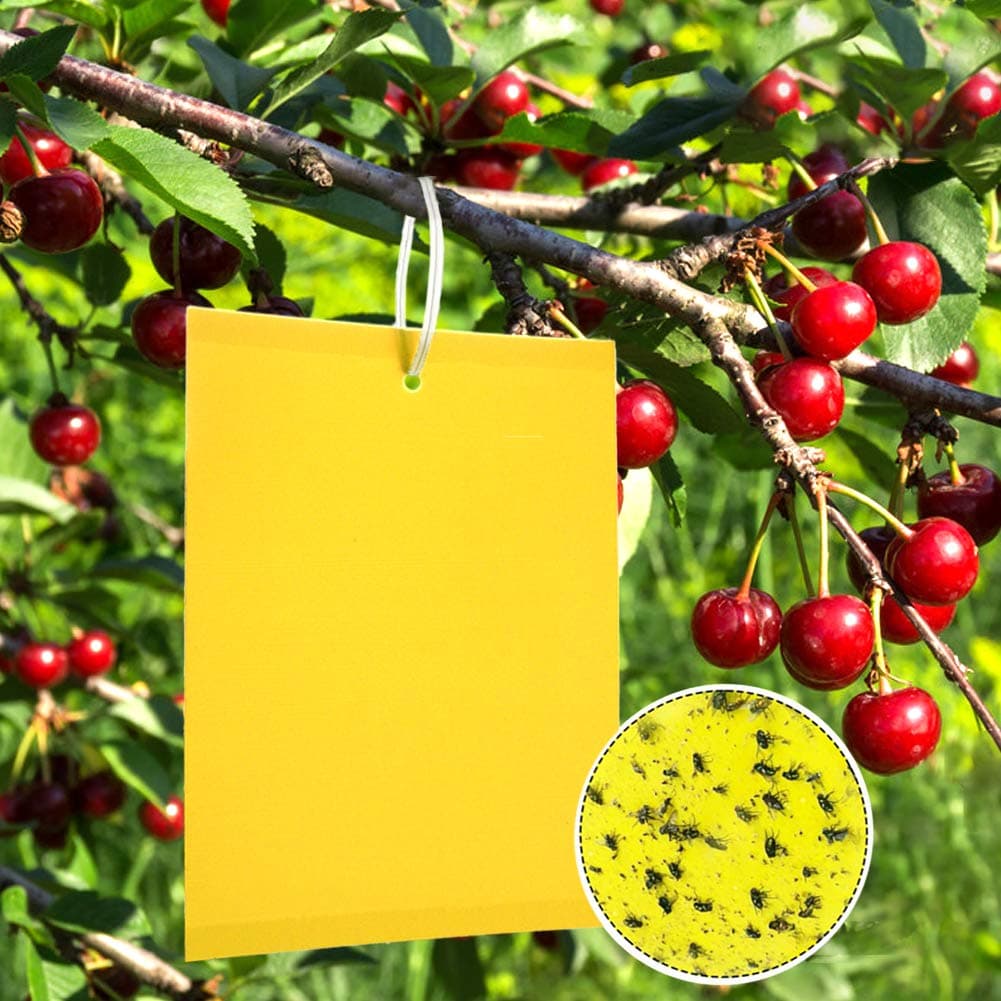 🪰🌼 Premium Gelbsticker Fliegenfalle - Panngu 50 Gelbtafeln 20cmX15CM