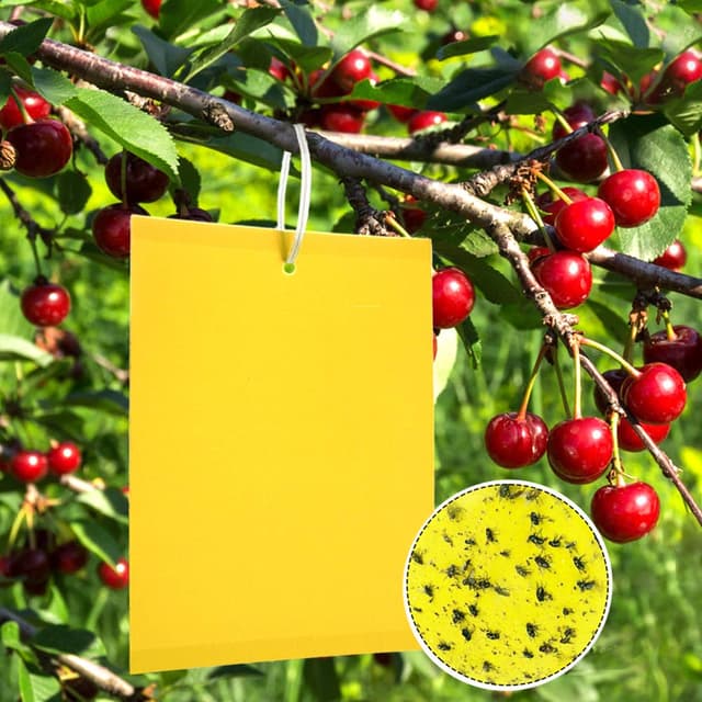 🪰🌼 Premium Gelbsticker Fliegenfalle - Panngu 50 Gelbtafeln 20cmX15CM