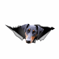 Autoaufkleber Dobermann 3D Zerrissen Haustier Hund Lustig Aufkleber