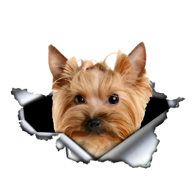 🚗🐶 Yorkshire Terrier Autoaufkleber 3D Zerrissen Reflektierend
