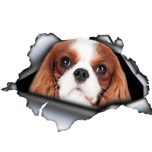 🐶 Autoaufkleber Cavalier King Charles Spaniel Personalisieren 3D Zerrissen Reflektierende Stoßstange Lustig Dekor 18cm